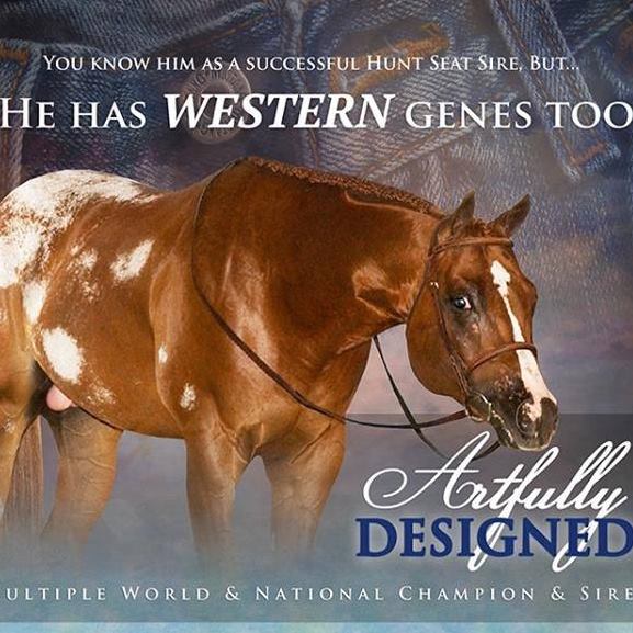ARTFULLY DESIGNED - Appaloosa Western Stallion